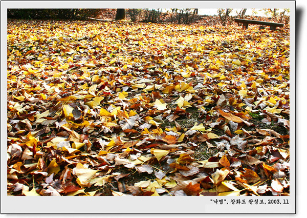 수북하게 쌓인 낙엽이 이미 겨울을 준비하는 듯 하다. 